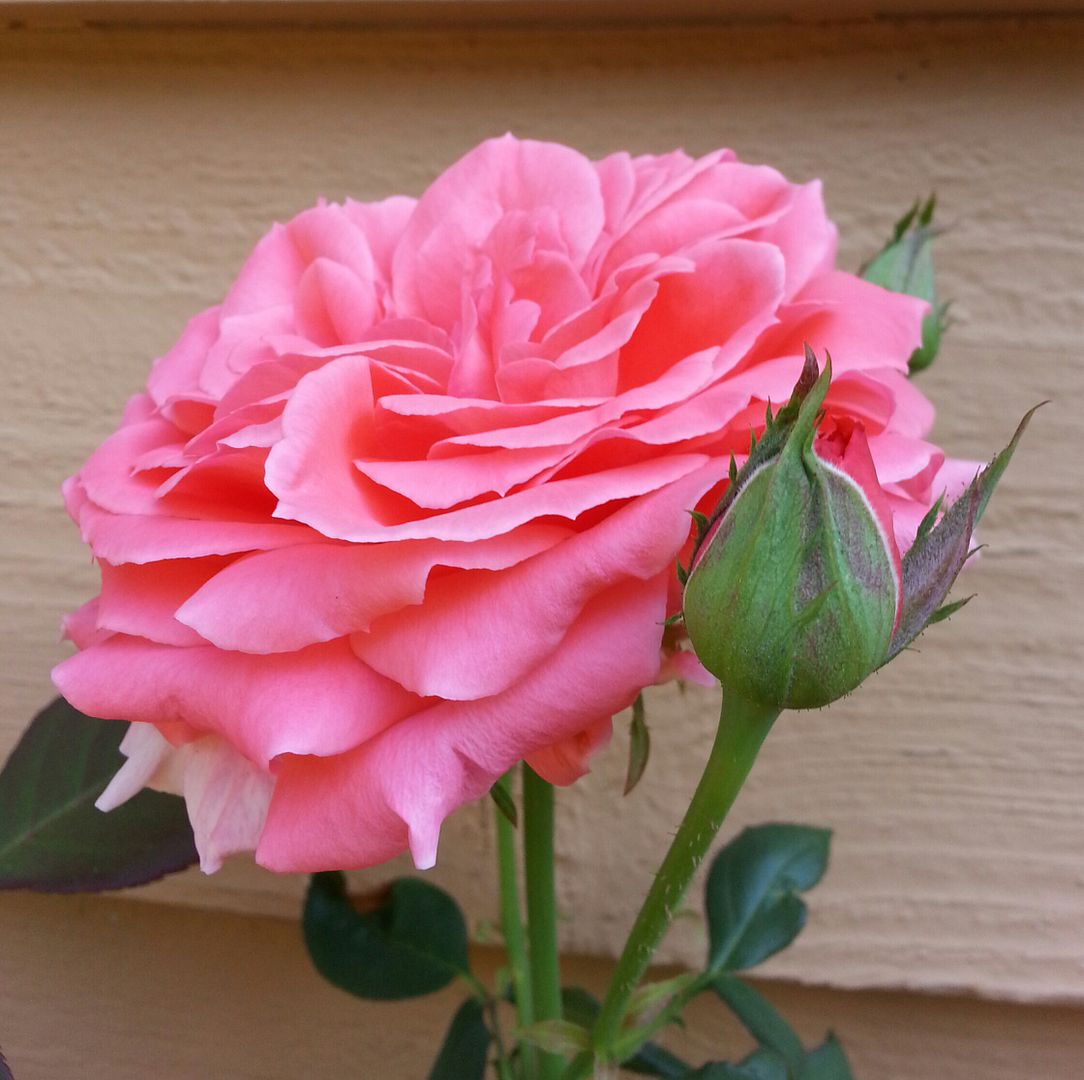  photo 20140823_112620-1_zpsxyyivlnb.jpg